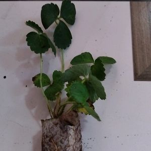 Stroberry Live Plant