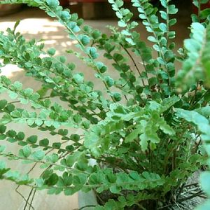 Beautiful Fern Plant