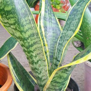 Bunch Of Three Healthy Sanseveria plants Without Pot...