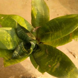 Sansevaria Bird Next Snake Plant Healthy With Root