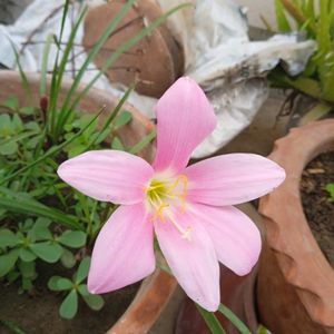 Rain 🌧 Lilies Bulbs --Combo