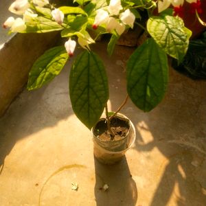 Brautiful Bleeding Heart Flower Plant With Root