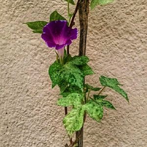 Variegated Morning Glory