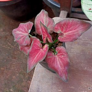 3 Different Varieties Of Caladium Plant