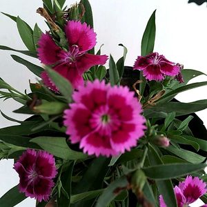 Chinese Pink Live Plant