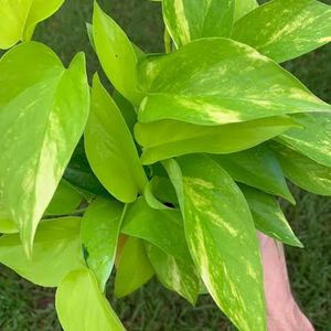 Indoor/Outdoor plants combo on mega sale