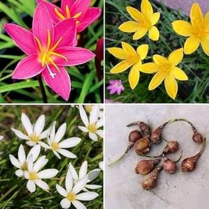 3 Colour Rain Lily's 40/-