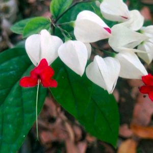 Brautiful Bleeding Heart Flower Plant With Root