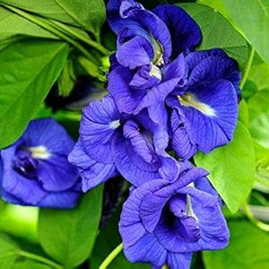 Butterfly Pea Flower Seed/ Sankupushpam