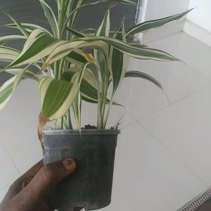 Variegated Bamboo Live Plant