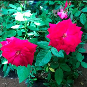 Alive Rose Plant