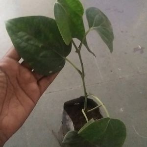 monsoon Dhamaka Offer combo 3 Live Plant