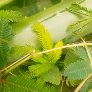 Natural Mimosa pudica ,छूईमुई पौदा Touch Me Not