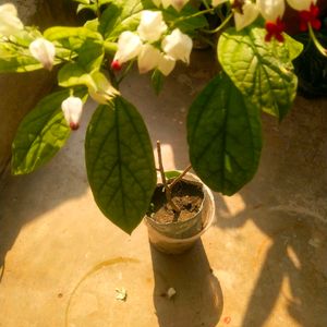 Brautiful Bleeding Heart Flower Plant With Root