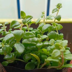 Beutiful Hanging Turtle Vine Plant