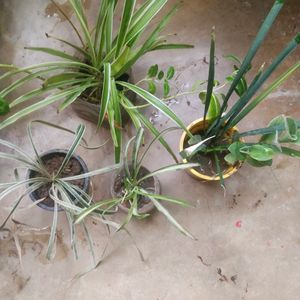 Combo Of 4 Variety Spider Plant With Root