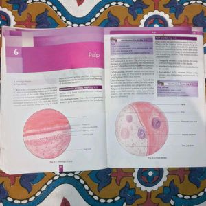 Oral Histology and 'Oral Pathology For Bds 1 & 3yr