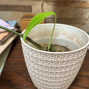 Monstera deliciosa, the Swiss cheese plant