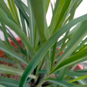 Lemongrass Live Plant