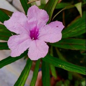 Offer 🎉pink ruellia tuberosa🌸🍀💐