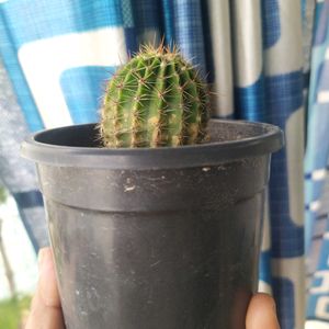 Price Drop -Cactus With Free Pot