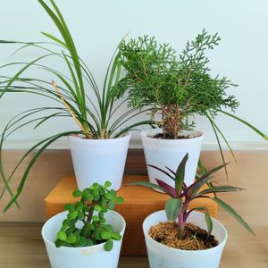 Live Plants With Pots