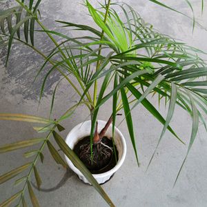 Areca Palm 450