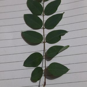 Neelamari Or Indigo Plant Leaves