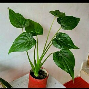 Alocasia cucullata(Elephant Ear) Plant 🌵