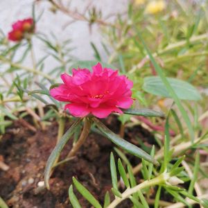 Red Portuluca Grandriflora