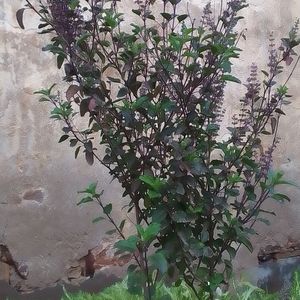 Tulsi Seeds And Plants Pack Of 2 Live