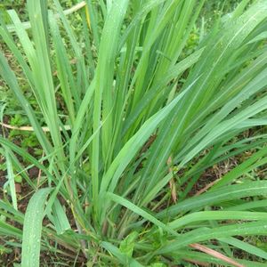 Mint Plants And Lemon Grass Plant