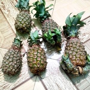 5 Pineapple 🍍🍍🍍🍍🍍