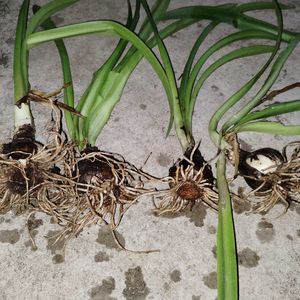 Starlily Flowering Plant Bulbs