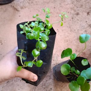 Tangled Heart And Pennywort Plant