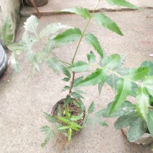 Healthy Neem Plant With Root