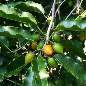 Borsali Seeds