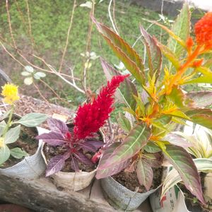 Combo Of 3 Celosia Pulmosa Forest Fire Cocks Comb