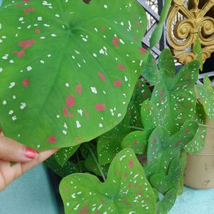 Multi Color Caladium