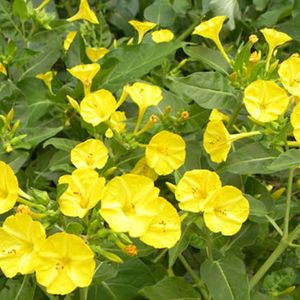 Yellow 4 Oclock Flower Seeds