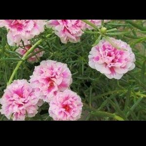 Offer 🎉🎉 Combo Of 4 Portulaca Plants Cutting 💐