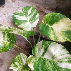 Live Big Size Leaf Magic Money Plant With Pot