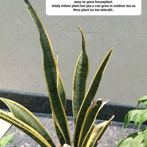 Indoor Plants Available