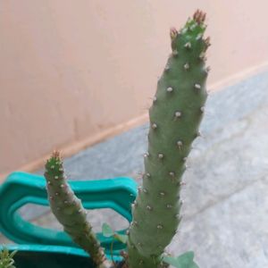 Cactus