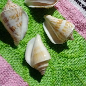 Small Sea Shell (Four)