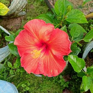 Orange Hibiscus Live Plant...