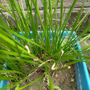 Lily For Home Gardening