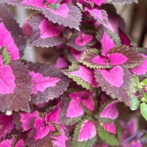 Coleus Plant Cuttings 5 Stems