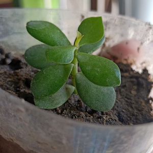 Jade Plant