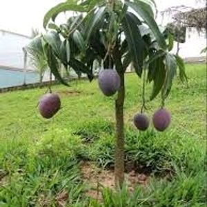 Mango Plants